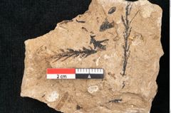 Foto (Detailansicht) von Sequoia hardtii Endl. (NHMW-GEO-2024-0188-8252)
